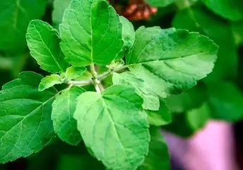 Tulsi - Ocimum sanctum Tulsi(Holy Basil)