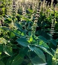 Tulsi - Ocimum sanctum