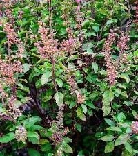 Tulsi (Holy Basil)