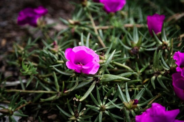 Shankhapushpi (Convolvulus arvensis)