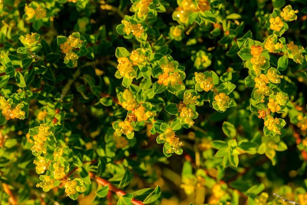 Bacopa or brahmi