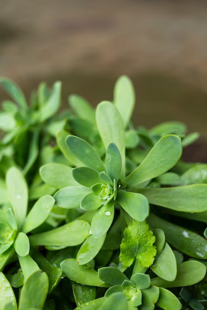 Bacopa monnieri brahmi