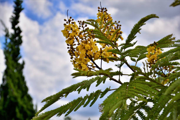 Khadira (Cutch Tree)