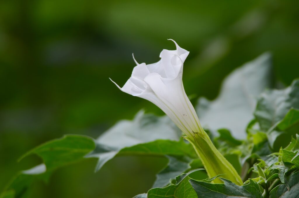 Datura