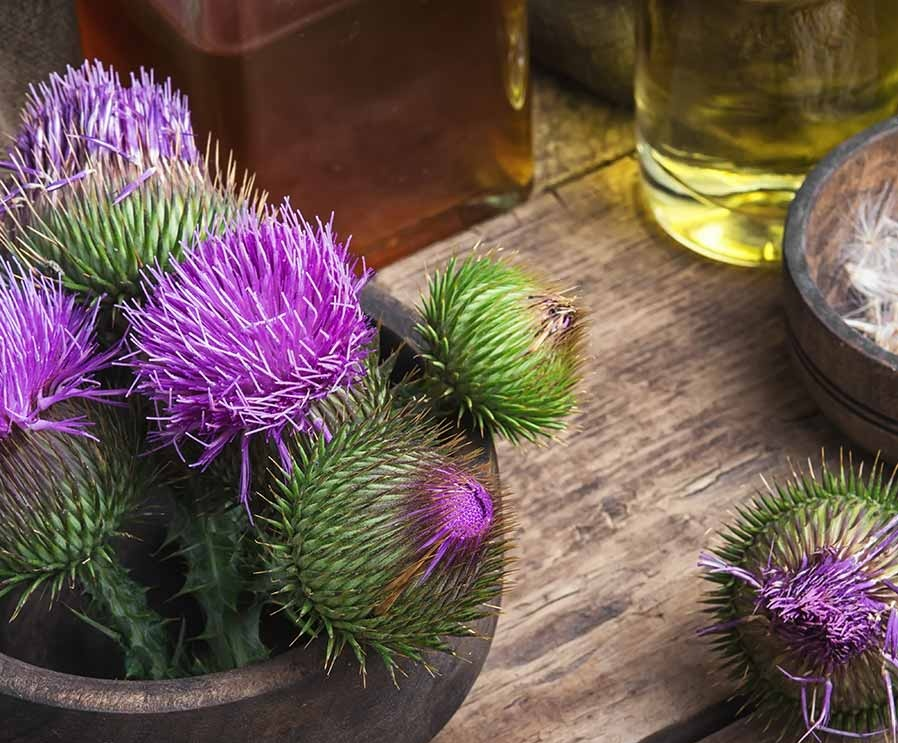 Milk Thistle 
or
Silybum marianum