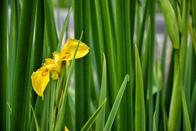 Vacha


Acorus calamus