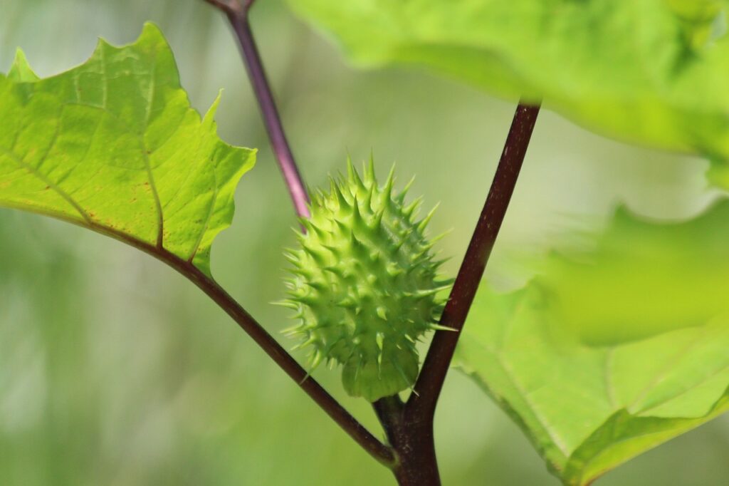  Solanaceae or Datura