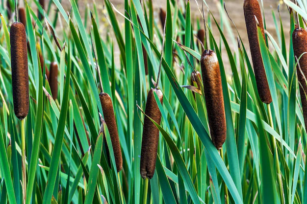 Acorus calamus