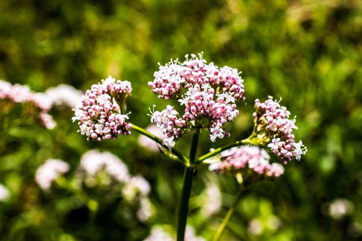 Tagar (Indian Valerian)